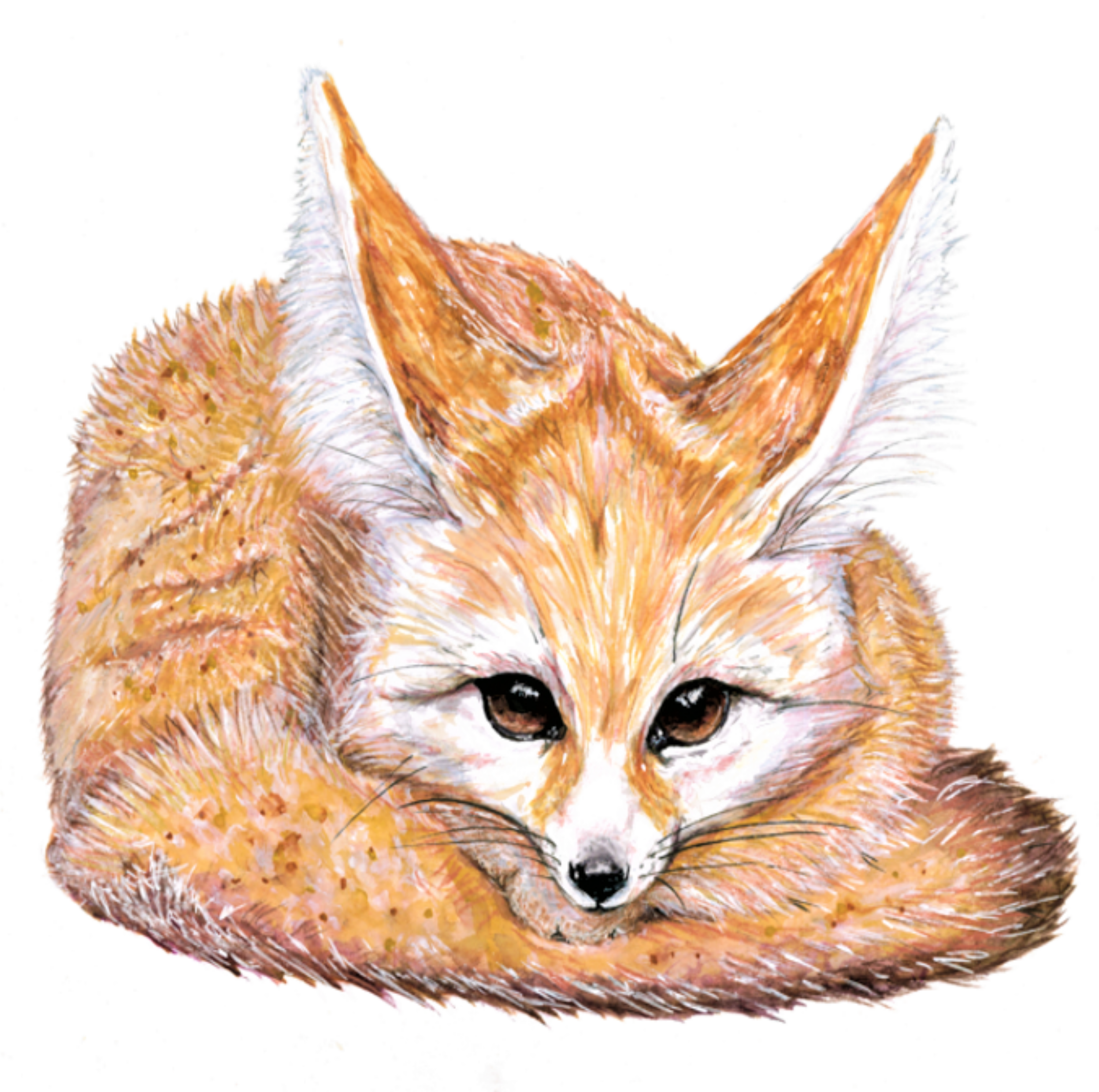 Fennec Fox Watercolour Painting 💕🦊 Mixed Media Watercolour - Painting (3000x3874), Png Download