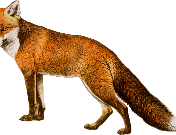 Image Free Stock Free Fox Clipart - Flashcards For Letter X (678x557), Png Download