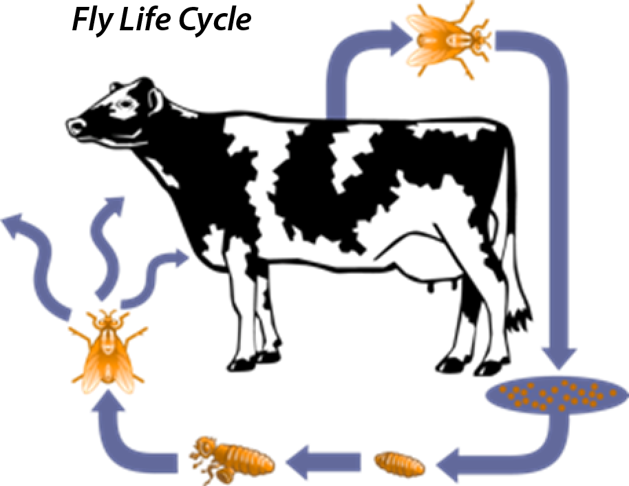 Vector Download Milk Cow Free On Dumielauxepices Net - Life Cycle Of A Horn Fly (914x706), Png Download