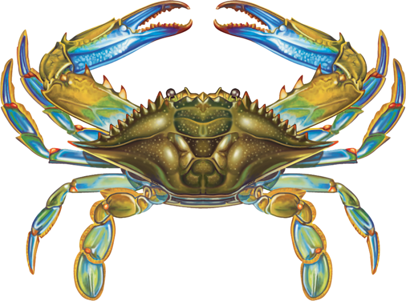 Porc-bc57 11"x8" Blue Crab Porcelain Pool Mosaic - Crab (800x593), Png Download
