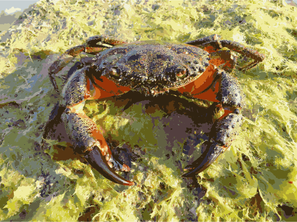 Crab Eriphia Verrucosa Crustacean Pachygrapsus Marmoratus - Eriphia Verrucosa (1004x750), Png Download