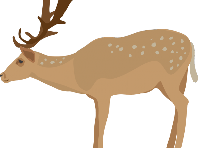 White Tailed Deer Clipart Spotted - Elk Clip Art Realistic (640x480), Png Download