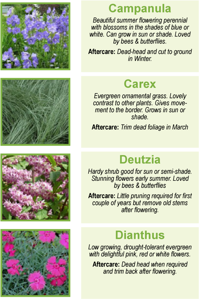 Campanula Beautiful Summer Flowering Perennial With - Iris (960x1362), Png Download