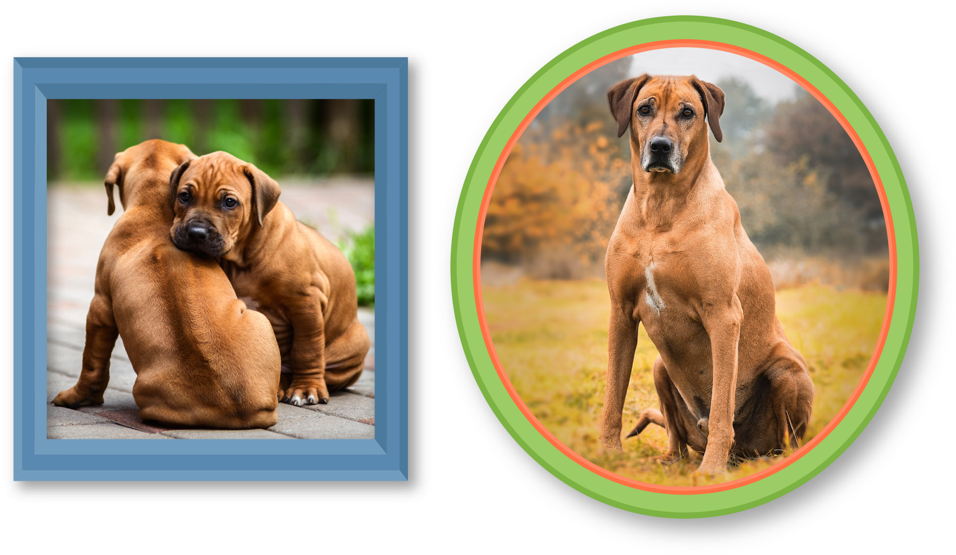 The Settlers Had The Idea To Begin Breeding Great Danes, - Rhodesian Ridgeback Staffy Cross (1943x1129), Png Download