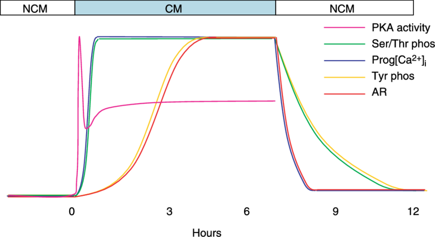 Under Capacitating Conditions, Pka Activity , Serine/threonine - Diagram (850x464), Png Download