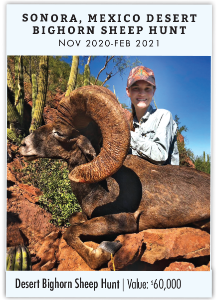 Sonora, Mexico Desert Bighorn Sheep Hunt - Poster (600x600), Png Download