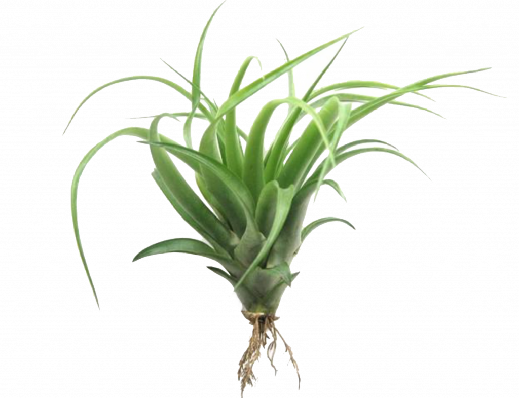 1024 X 785 10 - Tillandsia (1024x785), Png Download