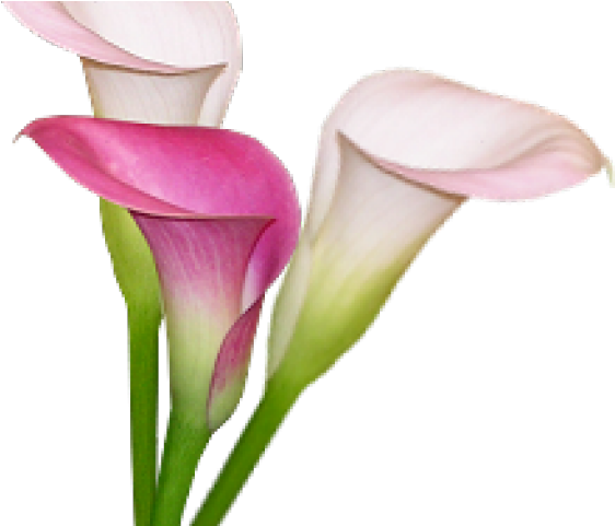 Calla Lily Clipart Pink - Giant White Arum Lily (640x480), Png Download
