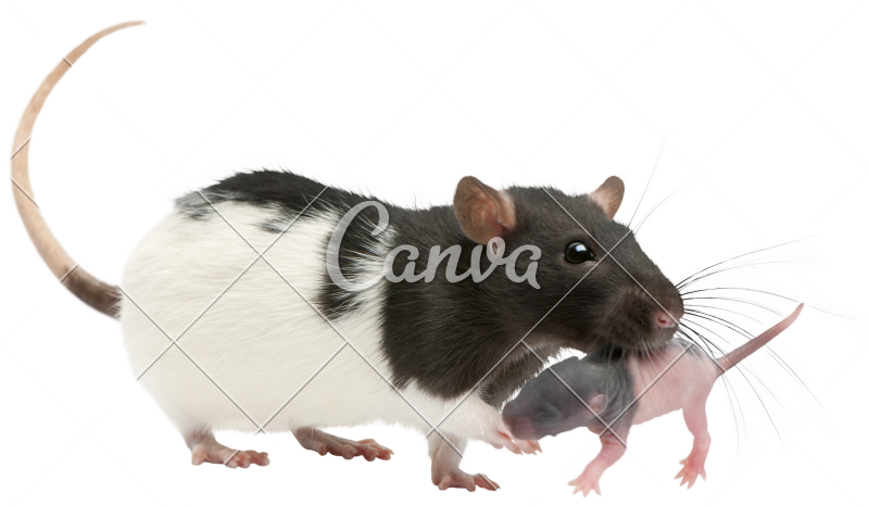 Mother Carrying Her In Mouth Days Old - Rat Mother And Baby (800x466), Png Download