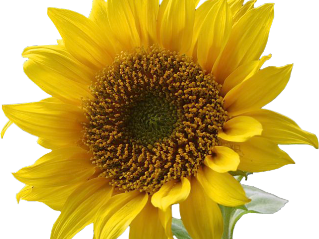 Sunflower Clipart Vector - Flower With Transparent Background (640x480), Png Download