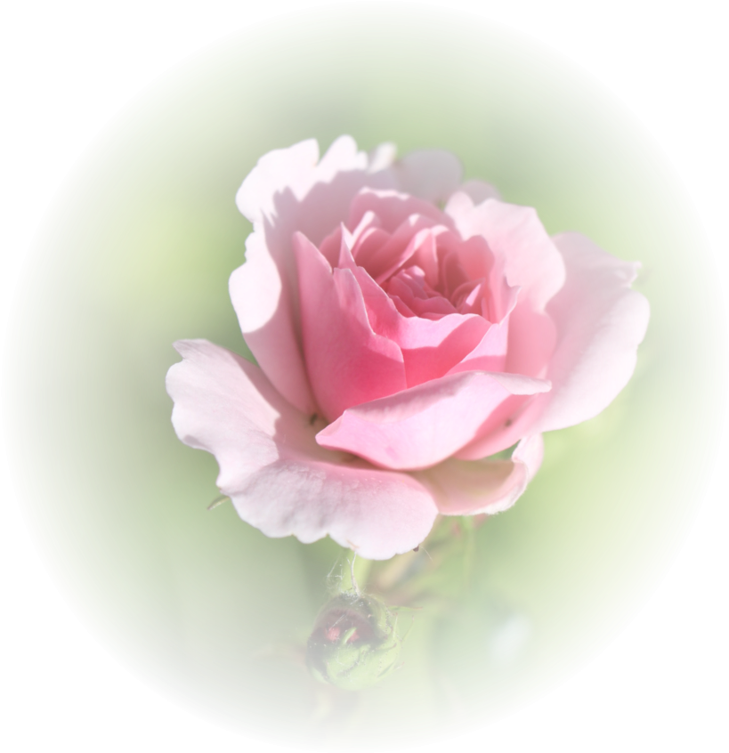 Lachyoga Donnerstagsabends “ho Ho Hahaha - Garden Roses (1123x1136), Png Download