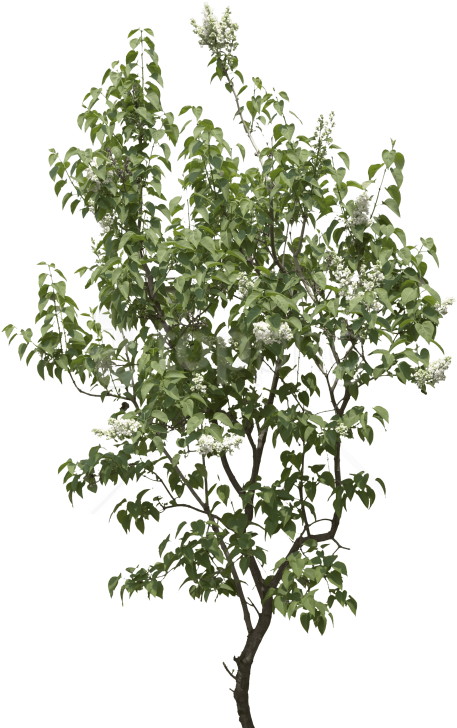 Free Png Tree Png Images Transparent - Gufic Biosciences Ltd Navsari Products (480x735), Png Download