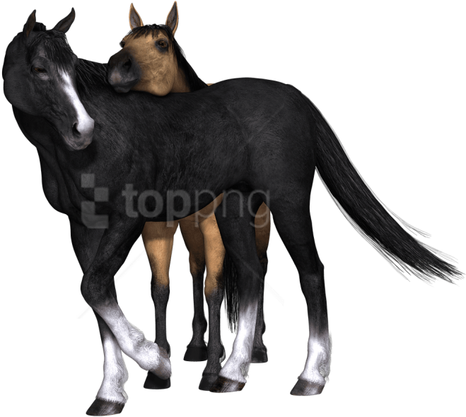 Free Png Download Horses Black Horse Looking Back Png - Caballos Png Sin Fondo (850x638), Png Download