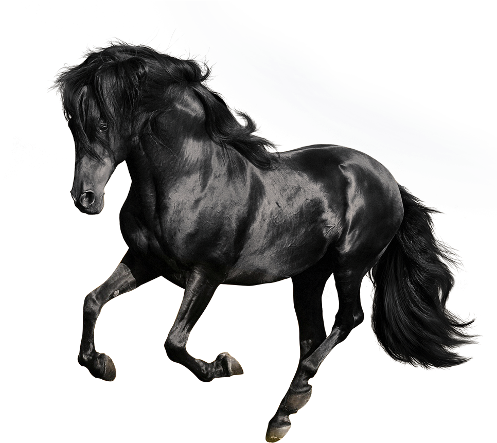 Andalusian American Quarter Arabian Gallop Stallion - Black Horse White Background (1000x1000), Png Download