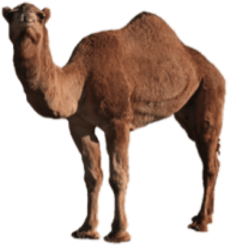 Free Png Camel Png Images Transparent - Dromedary Camel Png (481x525), Png Download