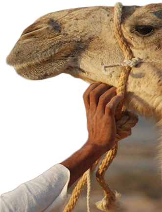 The Vehicles And The Camels Are Insured In Accordance - Arabian Camel (331x433), Png Download