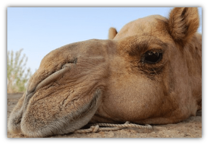 Camel Photo - Arabian Camel (430x298), Png Download