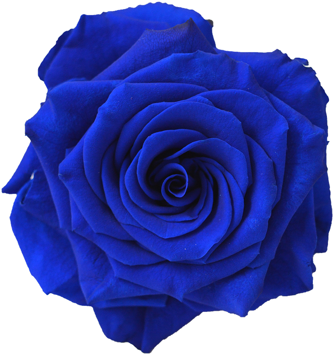 Blue Rose Flower Navy Blue Clip Art - Navy Blue Rose Png (738x738), Png Download
