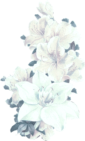 31024244 Bertha Maguire Blue Flowers - Blue And White Flowers Png (282x515), Png Download