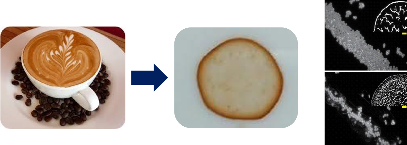 Controlling The 'coffee Ring Effect' To Design Coatings, - Tache De Café (1372x491), Png Download