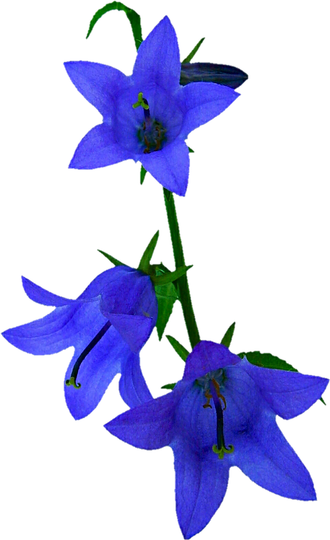 Blue Bell Flower Clipart (673x1068), Png Download