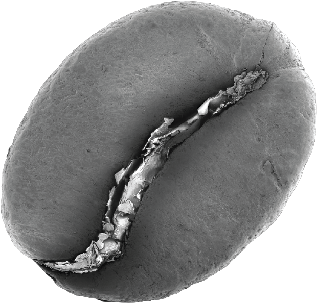 Electron Microsope Bean - Calabaza (768x642), Png Download