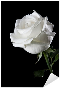 Canvas (400x400), Png Download