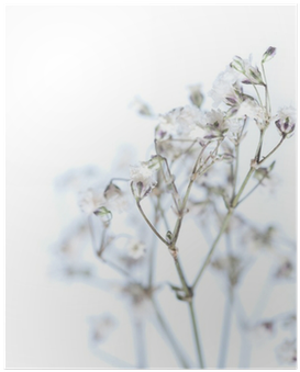 Baby's-breath (400x400), Png Download