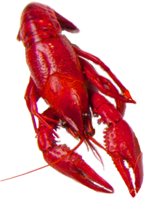 34 - 95/around 2lb - Common Yabby (334x414), Png Download