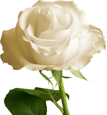 Black And White Engagement Clipart Free Download Clip - Clip Art (425x462), Png Download