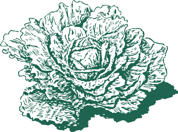 Free Vector Dutch Cabbage Clip Art - Vegetable Draw Png (594x439), Png Download