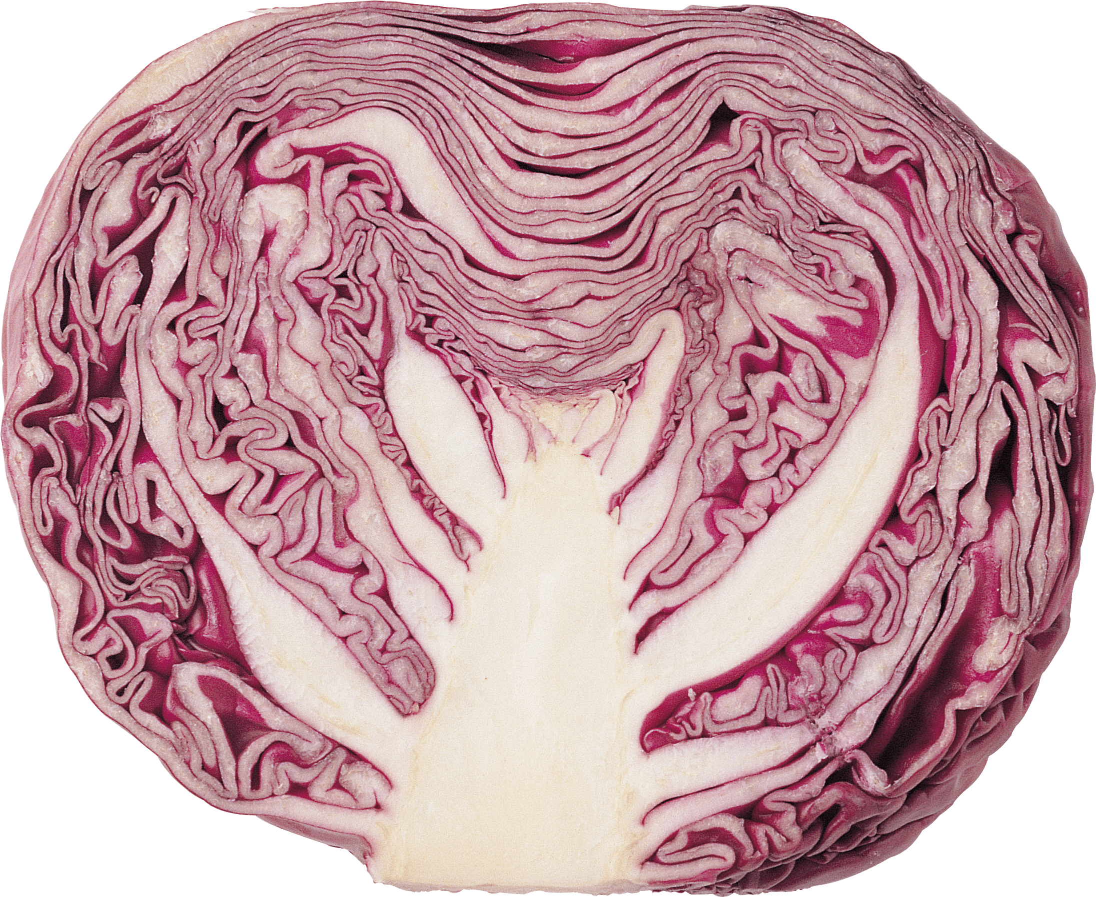 Cabbage Red - Purple Vegetable Clipart Png (2193x1795), Png Download