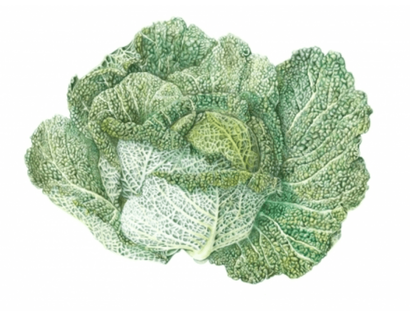 Broccoli (800x800), Png Download