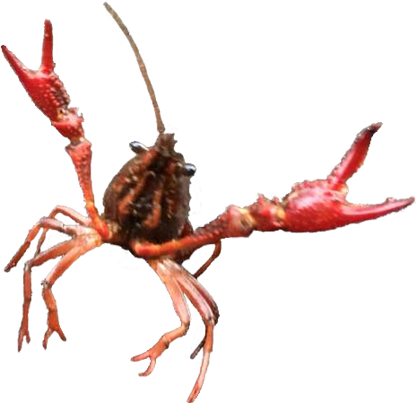 [ Img] - American Lobster (467x467), Png Download