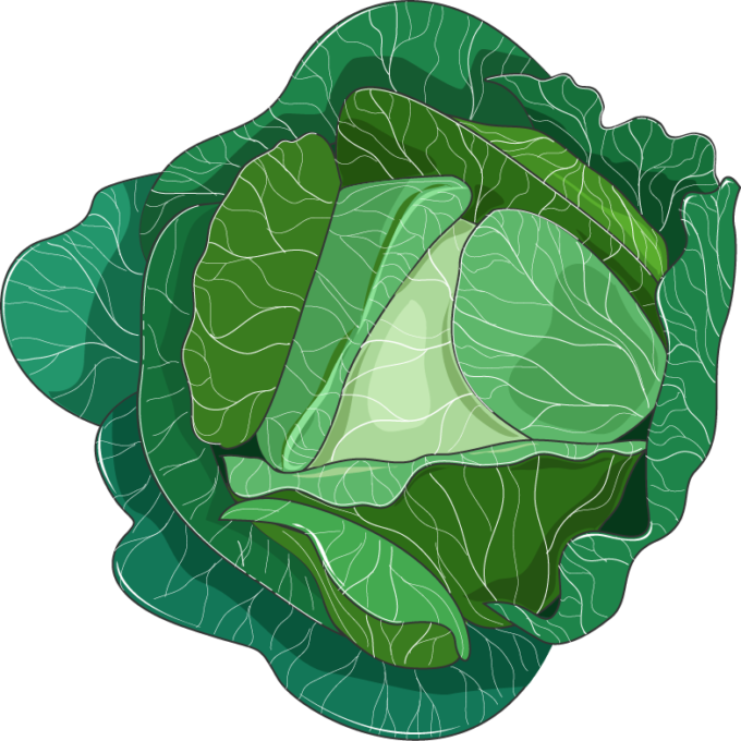 Cabbage - Collard Greens (680x680), Png Download