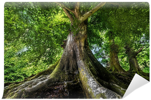 Arbol Tabonuco Puerto Rico (400x400), Png Download