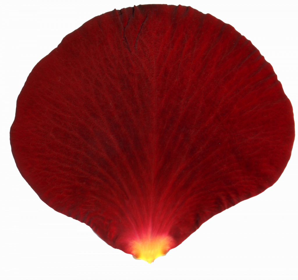 Go To Image - Petal (1024x963), Png Download