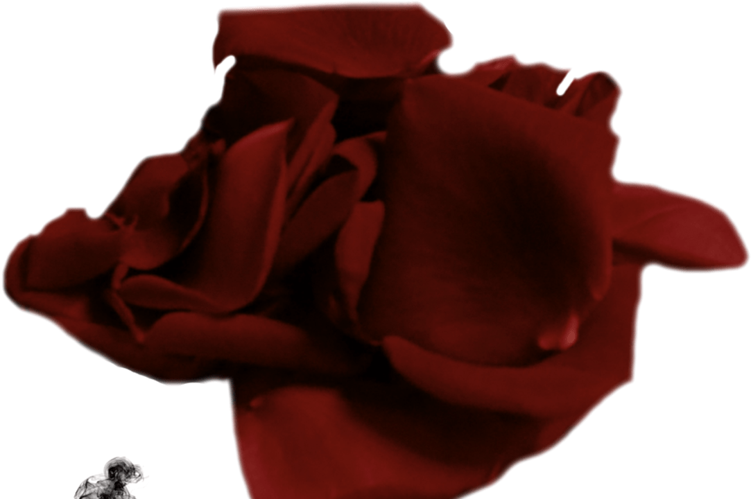 Rose Petal Png 2 Vampstock By Vampstock On Deviantart - Portable Network Graphics (1280x720), Png Download