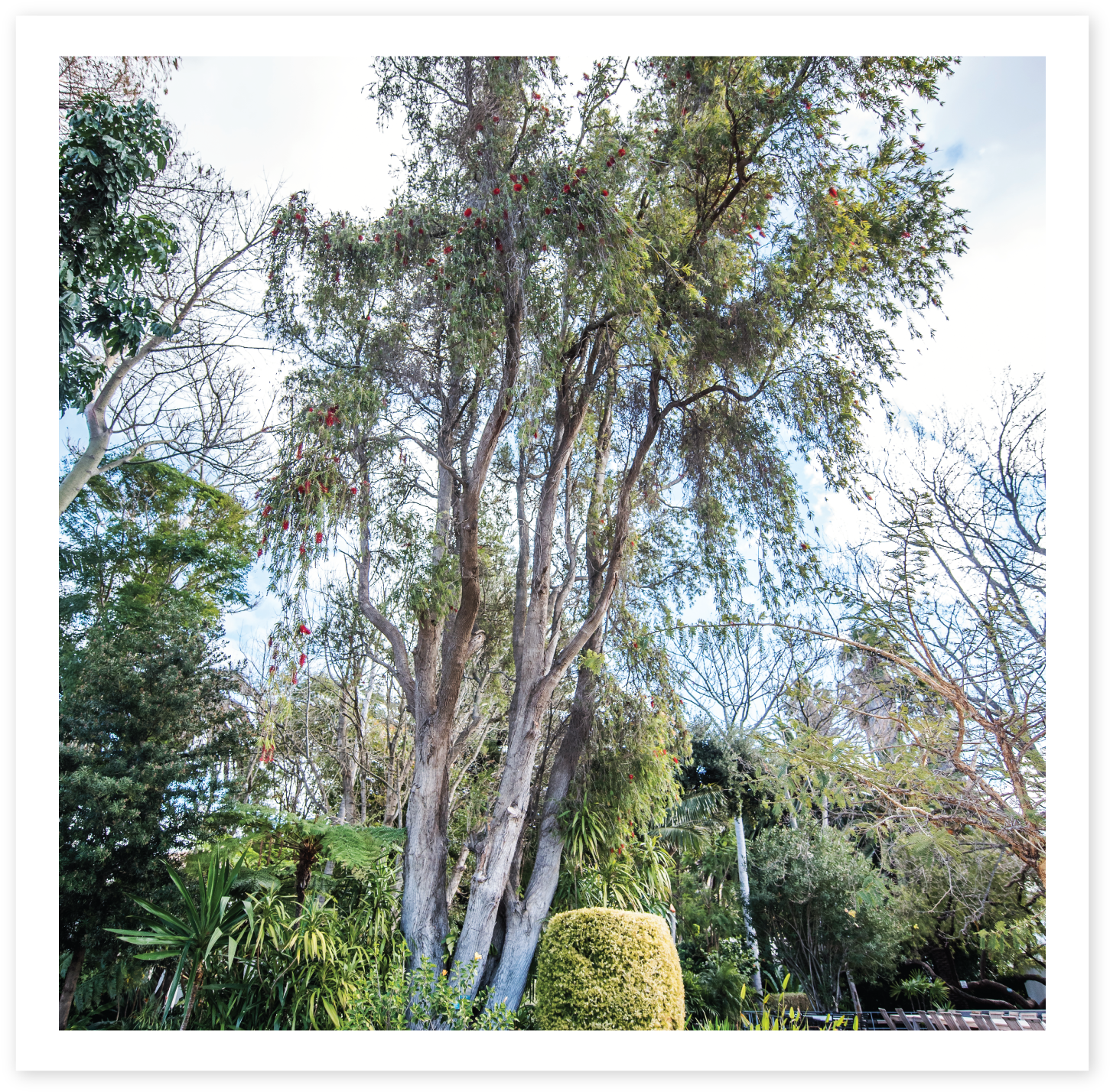 Trees Images Bottle Brush Resize=1024,1007 - Pond Pine (1520x1495), Png Download