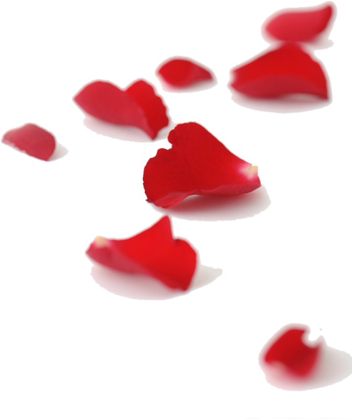 The Gallery For > Falling Petals Falling Red Rose Petals - Thirteen Petalled Rose By Adin Steinsaltz (724x1024), Png Download