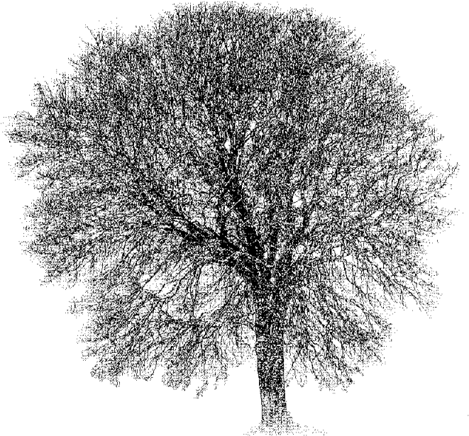 This Tree Is Approximately 100 Years Old - Bayesian Net Free Software (668x615), Png Download