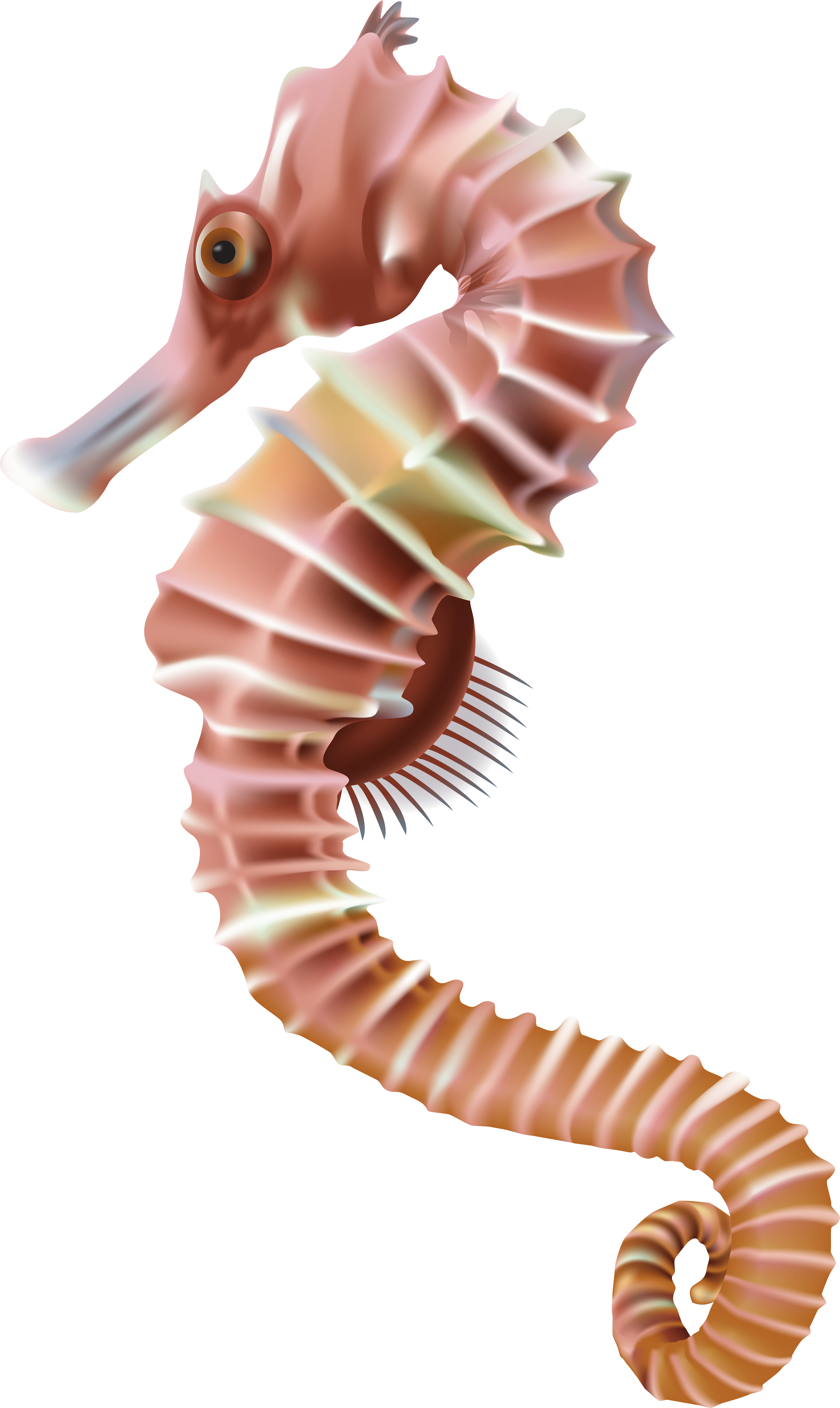 Seahorse Png Transparent Clip Art Image - Sea Horse No Background (4775x8000), Png Download