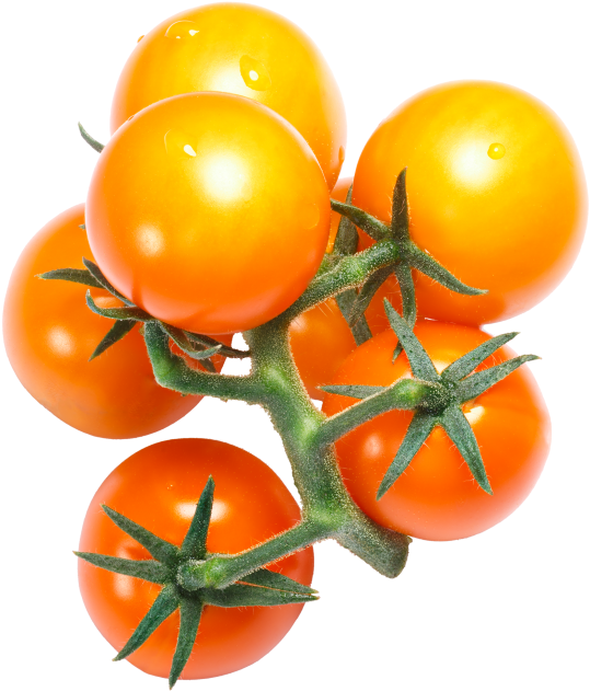 Cherry Tomatoes - Tomato (866x650), Png Download