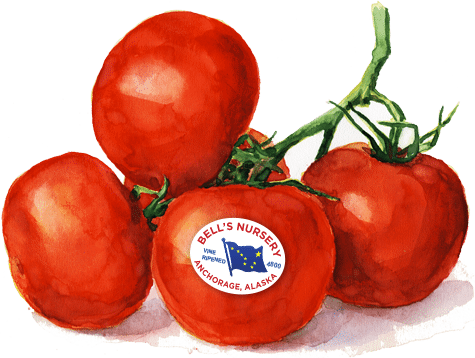 Tomatoes - - Cherry Tomatoes (475x358), Png Download