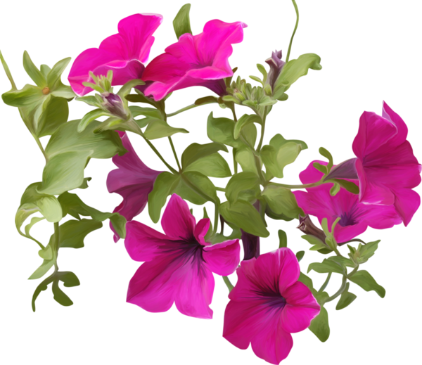 Petunia Png Clipart - Petunia Png Transparent (600x519), Png Download