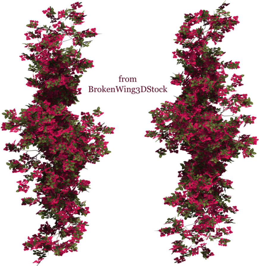 Bougainvillea 03 By Brokenwing3dstock On Deviantart - Climbing Flower Png (894x894), Png Download