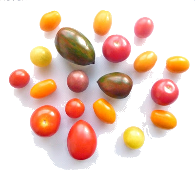 Tomatoes From The Jungles Of Holland - Tomato (400x355), Png Download