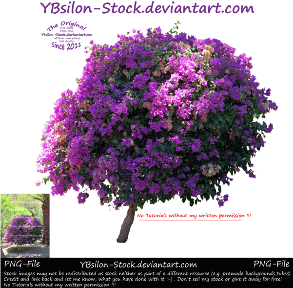 Bougainvillea By Ybsilon Stock By Ybsilon Stock - Bougainvillea (600x615), Png Download