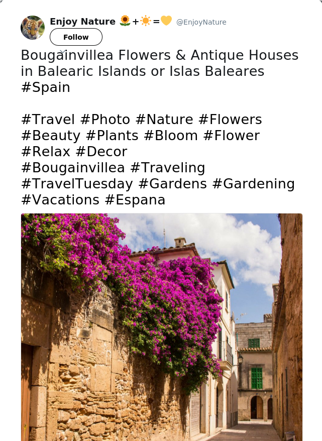 Bougainvillea (640x1137), Png Download
