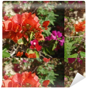 Bougainvillea (400x400), Png Download